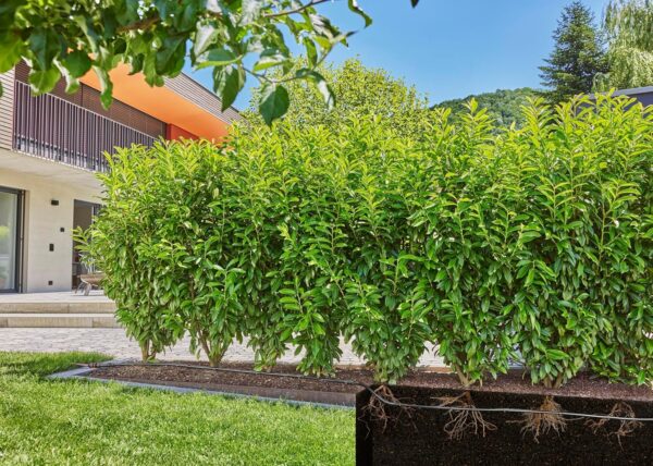 Gardena Micro-Drip-System Hecke/Strauch (25 m) – Wassersparend, Fertigset